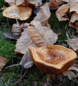 altro fungo...che �?